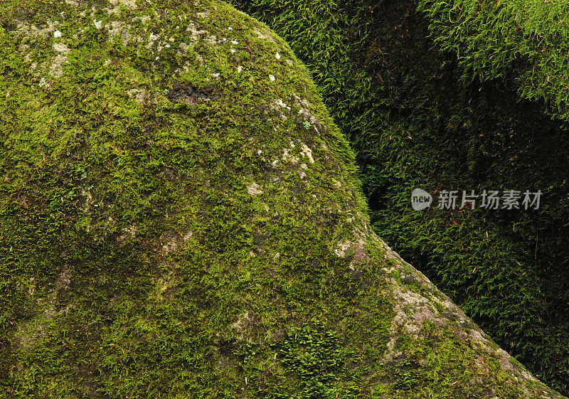 苔藓在岩石上