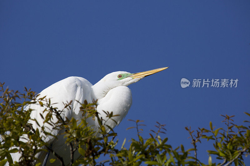 大白鹭