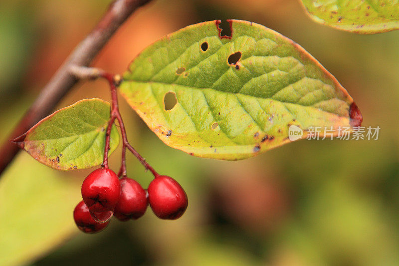 潮湿的红色浆果在秋天