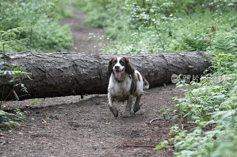 猎犬在林中小径上奔跑