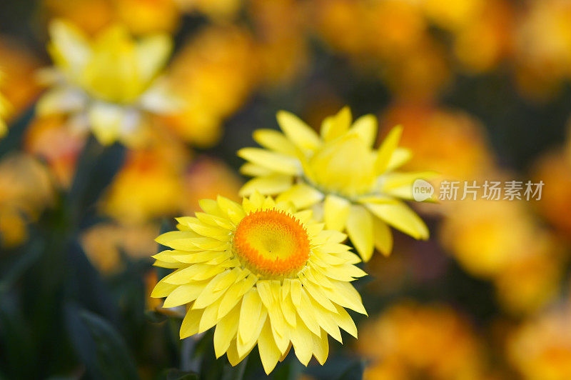 黄色strawflower