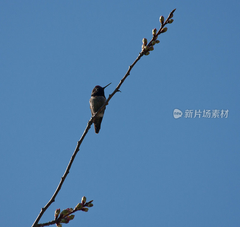 蜂鸟栖息