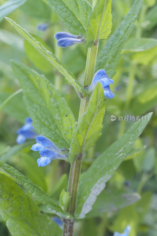 黄芩(黄芩)