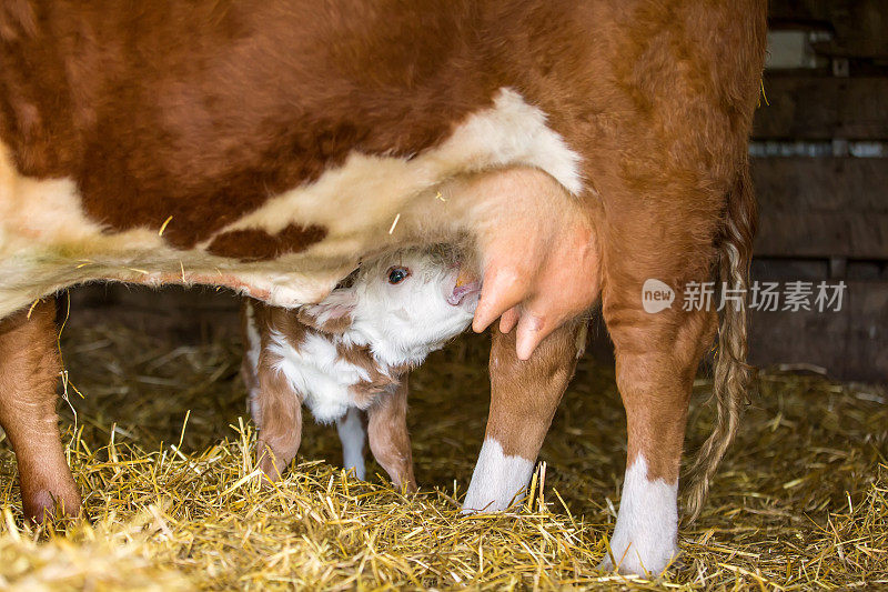 棕色和白色赫里福德小牛的特写从奶牛护理