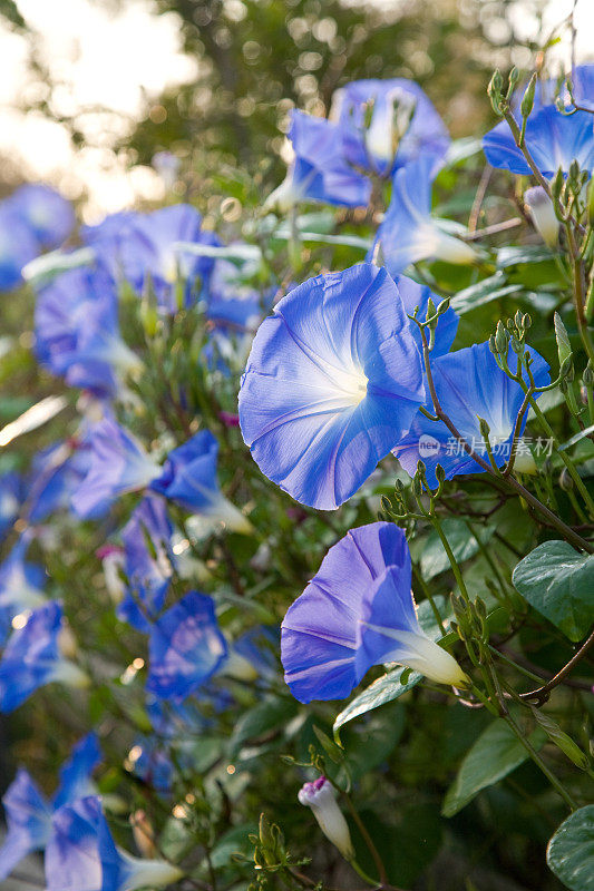 牵牛花的花