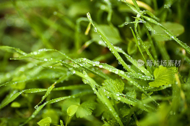 植物上的水滴