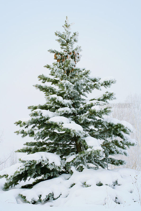 白雪皑皑的冷杉树