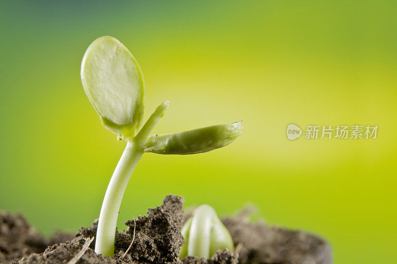 新的种子植物从土壤中发芽