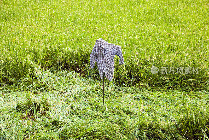 稻田里的稻草人――越南