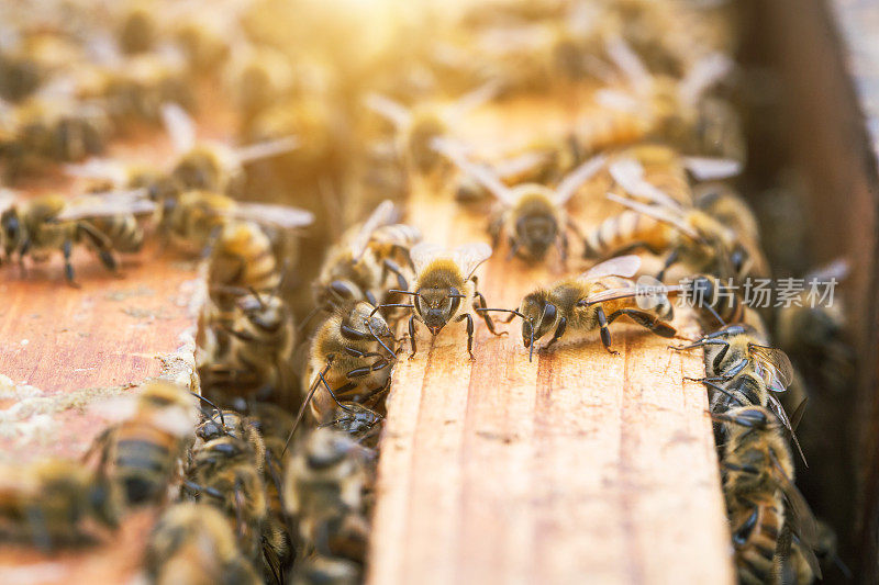 蜜蜂在蜂箱上