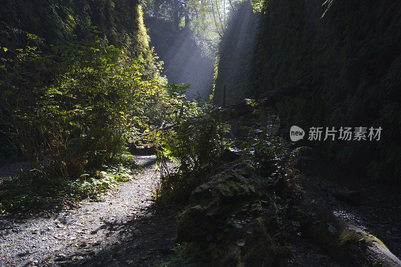 蕨类植物峡谷射线