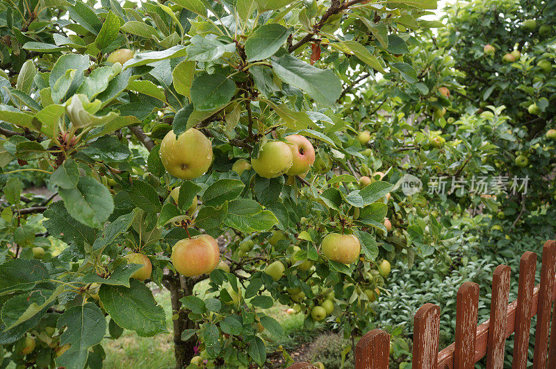 花园里有果实的苹果树