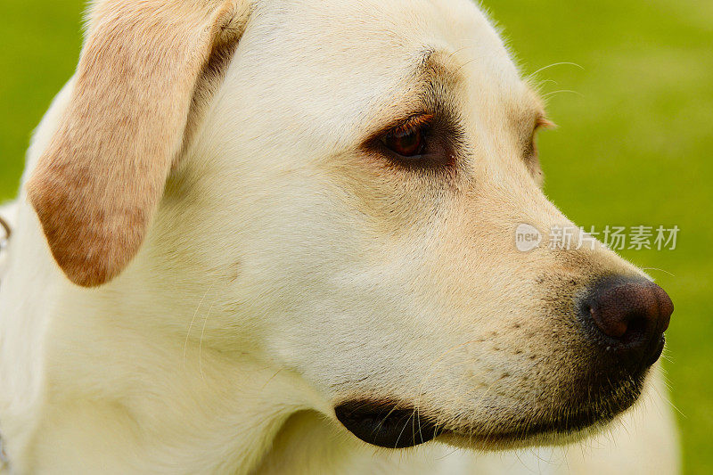 拉布拉多寻回犬