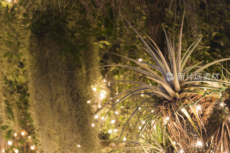 佛罗里达热带冬季空气植物装饰圣诞灯