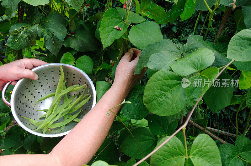 红花菜豆。