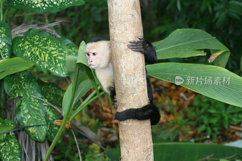 哥斯达黎加丛林中的白面卷尾猴