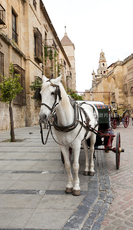 西班牙科尔多瓦的马和马车