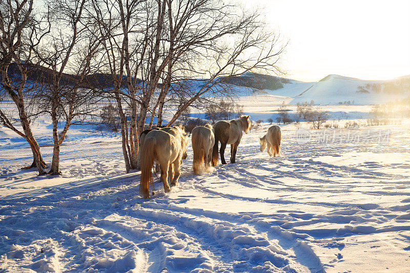 一群马在雪地里奔跑