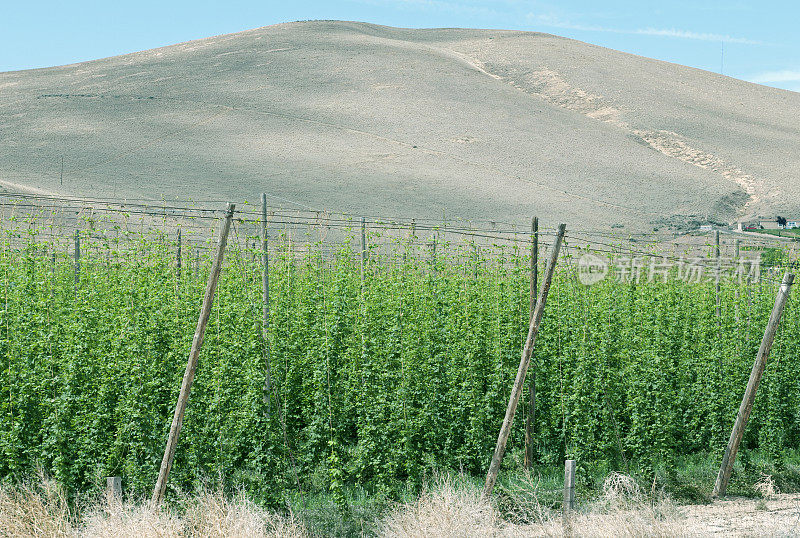 生长在华盛顿州亚基马山谷的啤酒花