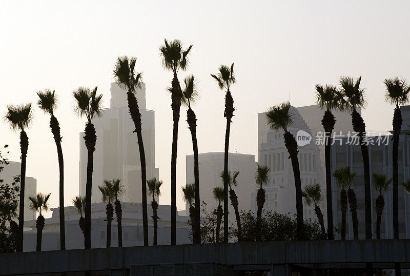 棕榈树，轮廓，洛杉矶