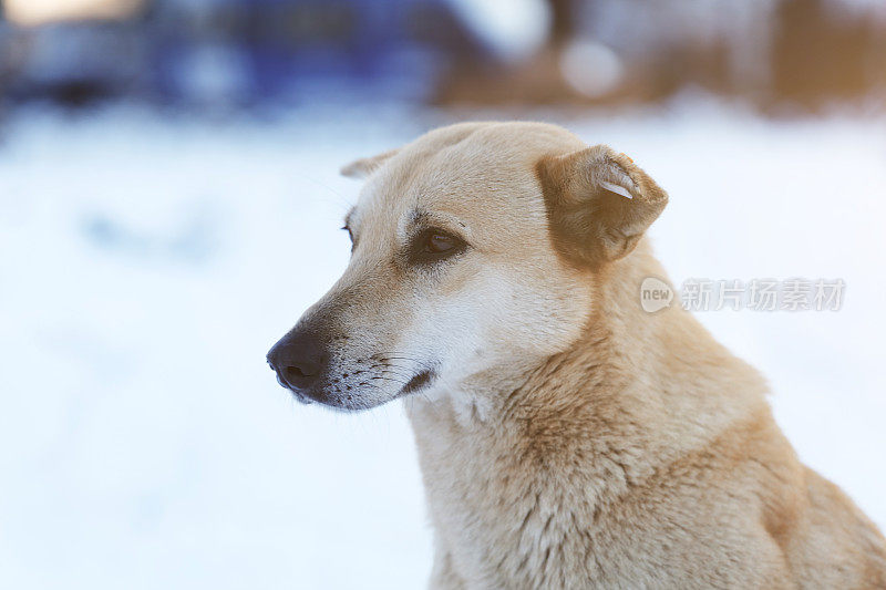 雪地里可怜的狗