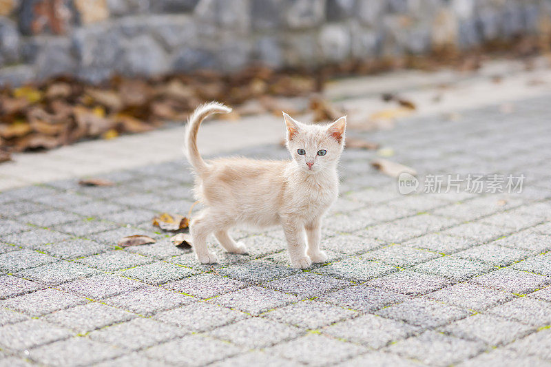 年轻的猫走