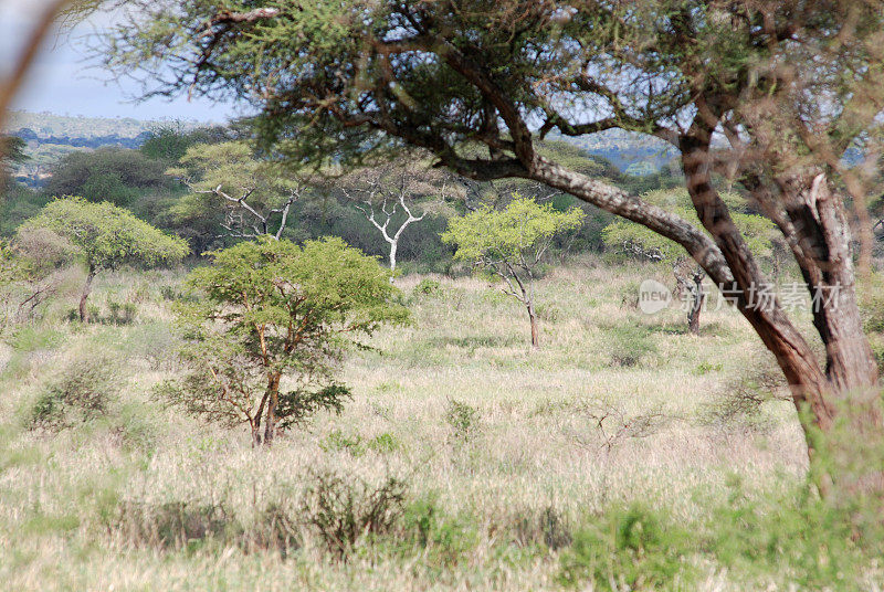 这是坦桑尼亚的Tarangire国家公园