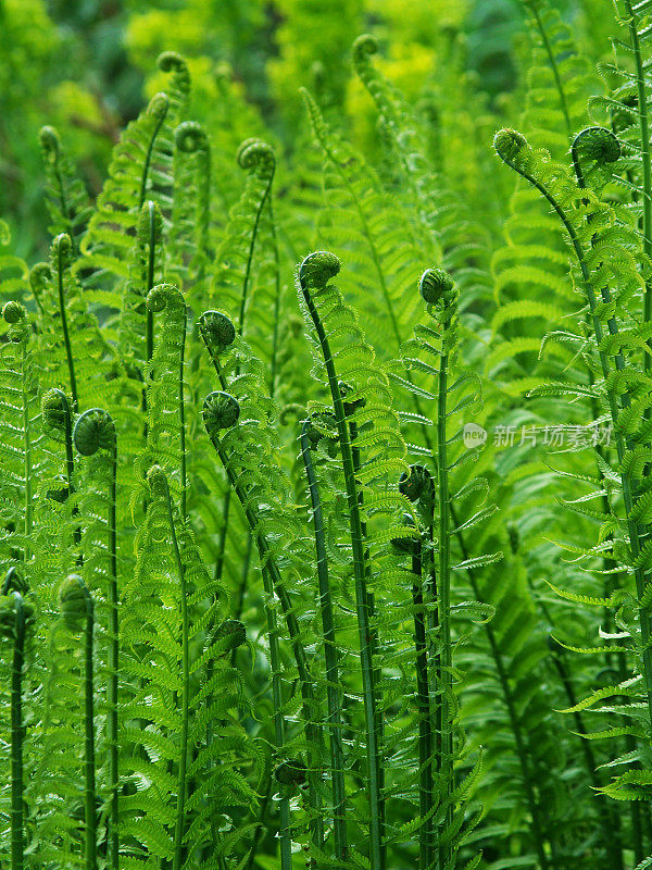 蕨类植物在春天