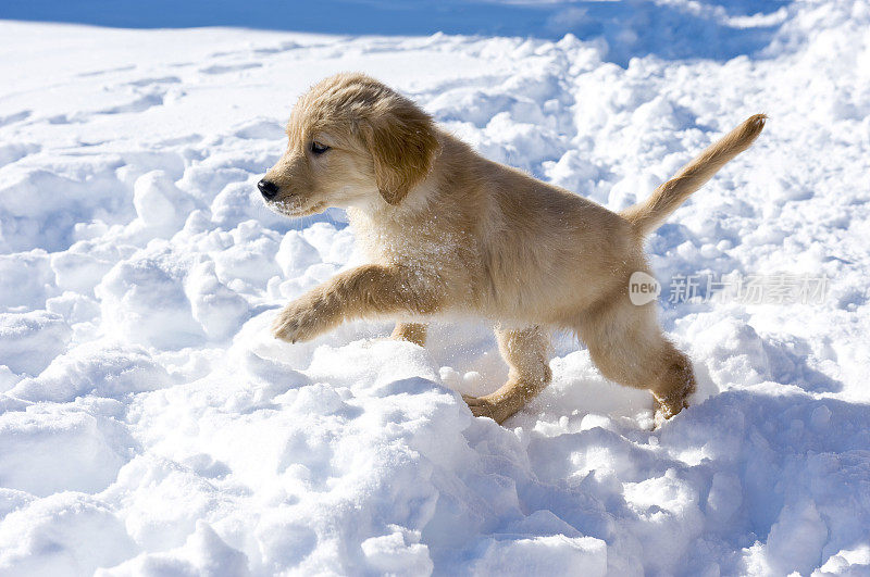 狗在雪中探索