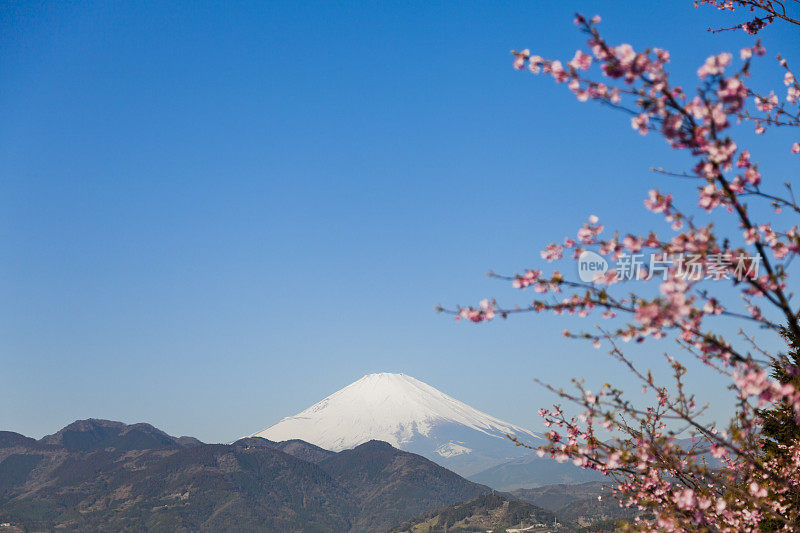 富士山穿过春天的粉红色樱花
