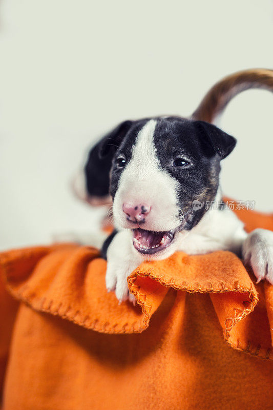 黑色和白色的斗牛梗幼犬