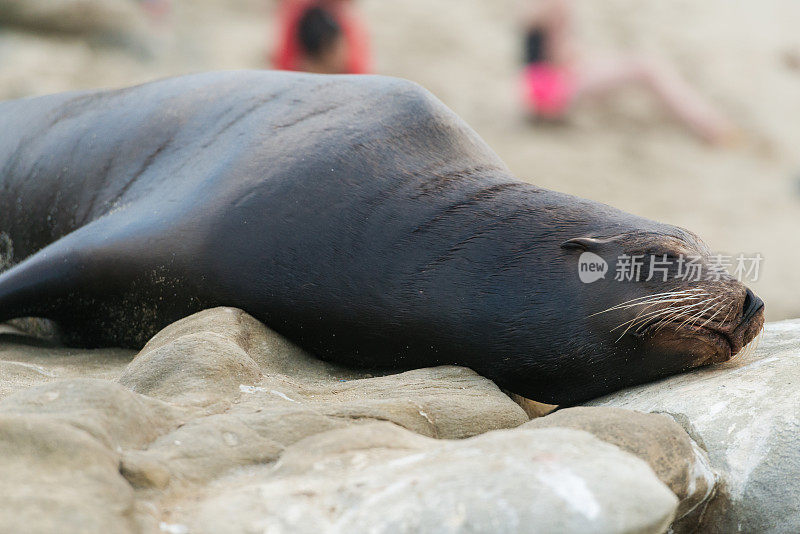 海狮