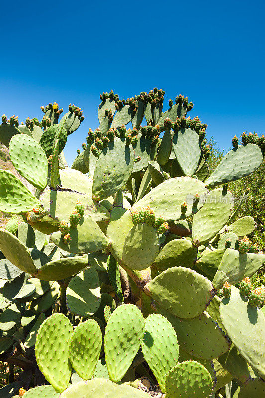 在陶尔米纳种植仙人掌