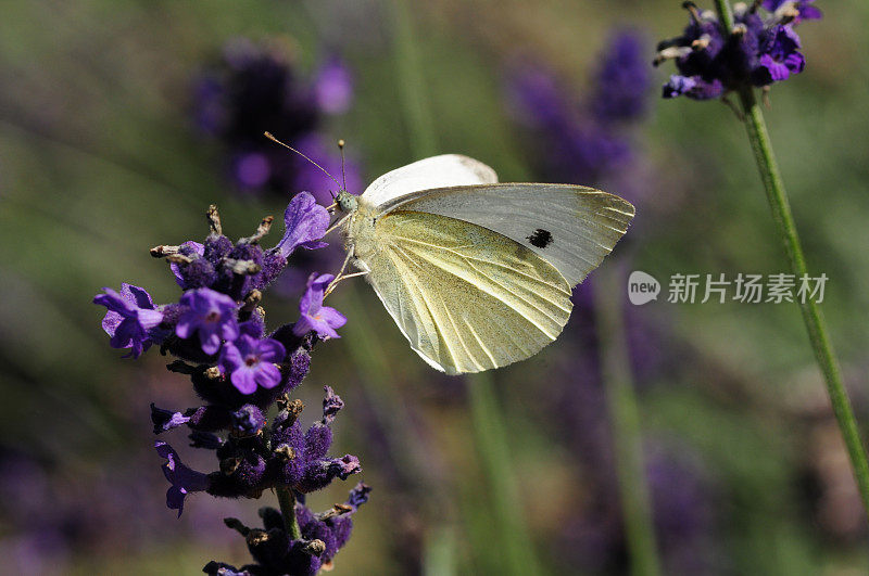 小白，蝴蝶，英国