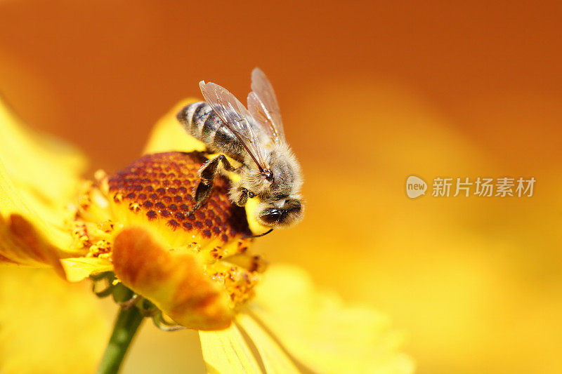 蜜蜂在氦花上