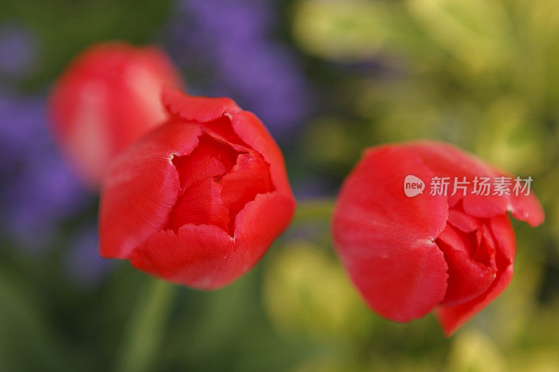 花园里的郁金香。