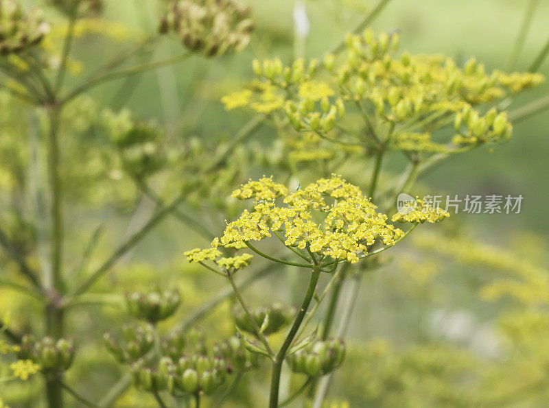 野生防风草