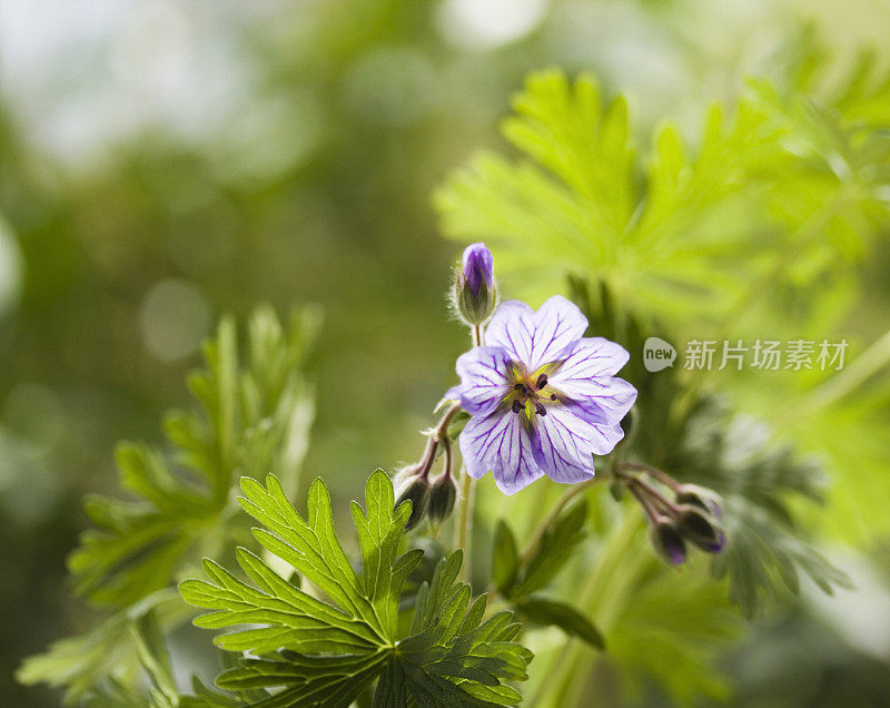 野生天竺葵