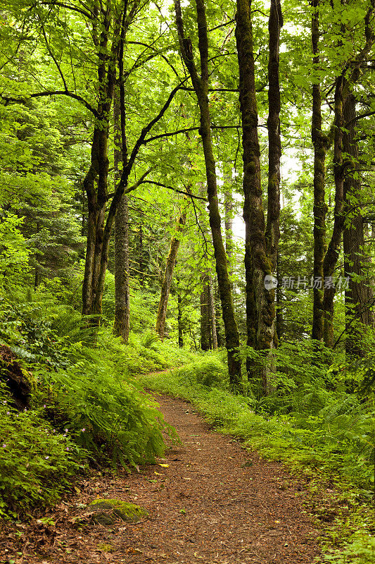绿色自然森林步道