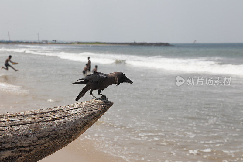 渔船上的黑乌鸦对着蓝天和大海