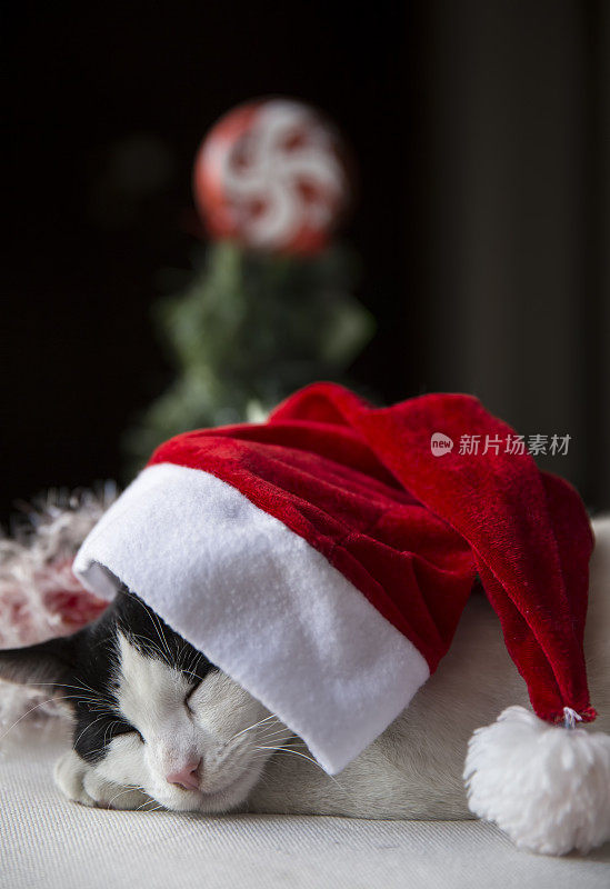 小猫睡在圣诞老人的红帽子里