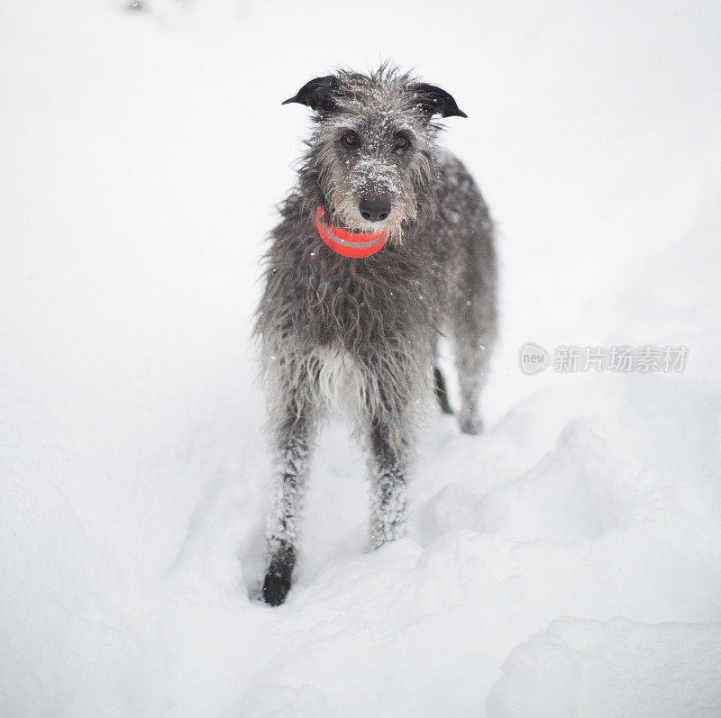 雪中的狗