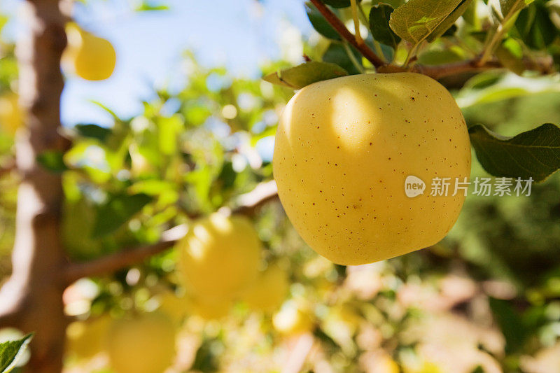 金冠苹果苹果