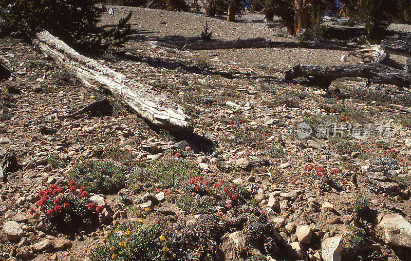 加州白山狐尾松高山地带