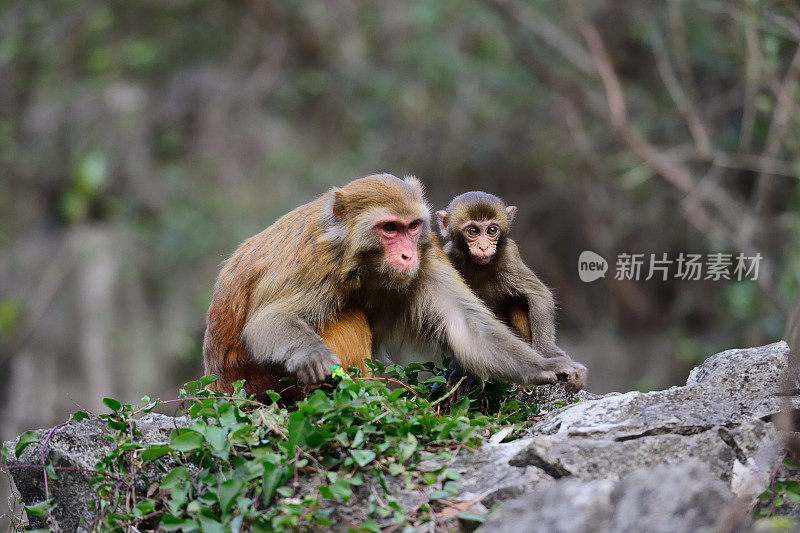 小猴子和它的妈妈