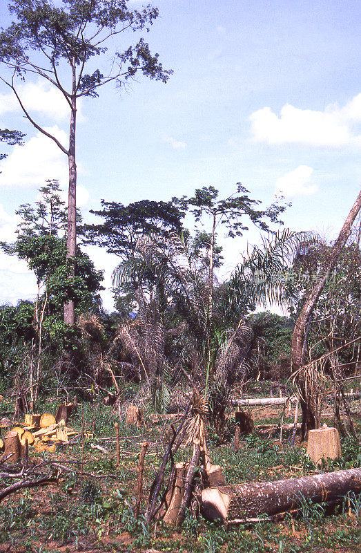 雨林地区的树木被砍伐，用于从非洲加纳中部出口木材