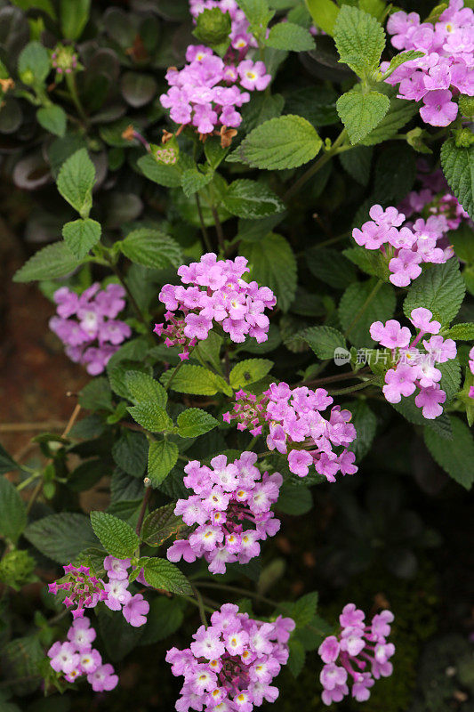 卡马拉Lantana