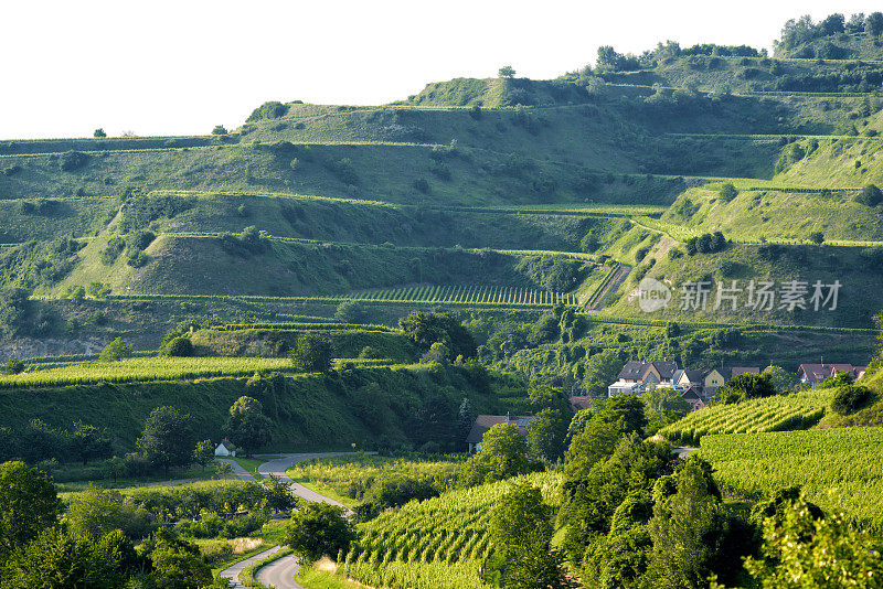 Kaiserstuhl,葡萄园,德国。