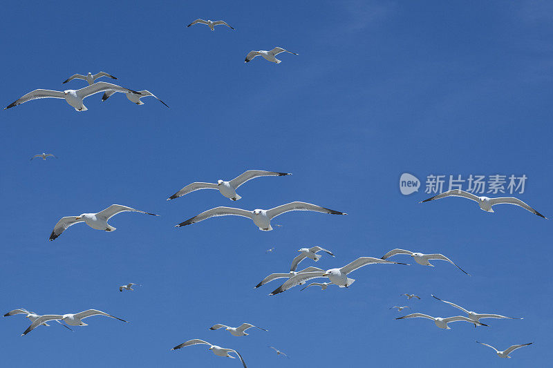 加利福尼亚海鸥在头顶飞过