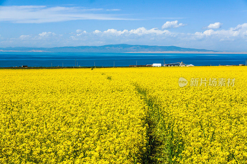 青海湖美丽的风景